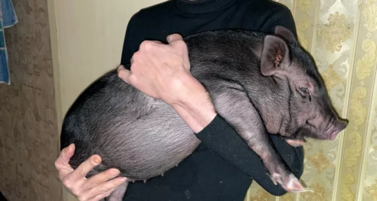 Нарушение: в Кирово-Чепецке мужчина держит в квартире свинью