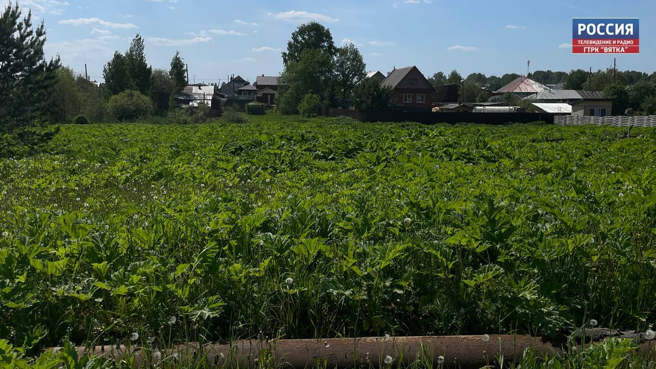 За борщевик на участке могут назначить штраф в размере 700 тысяч рублей