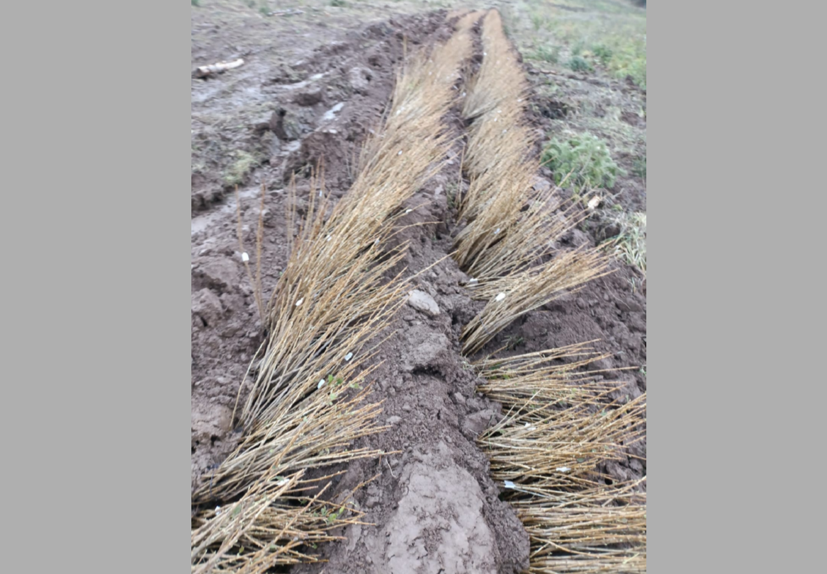 25 тысяч штук саженцев смородины ввезено из Республики Беларусь в Кировскую область