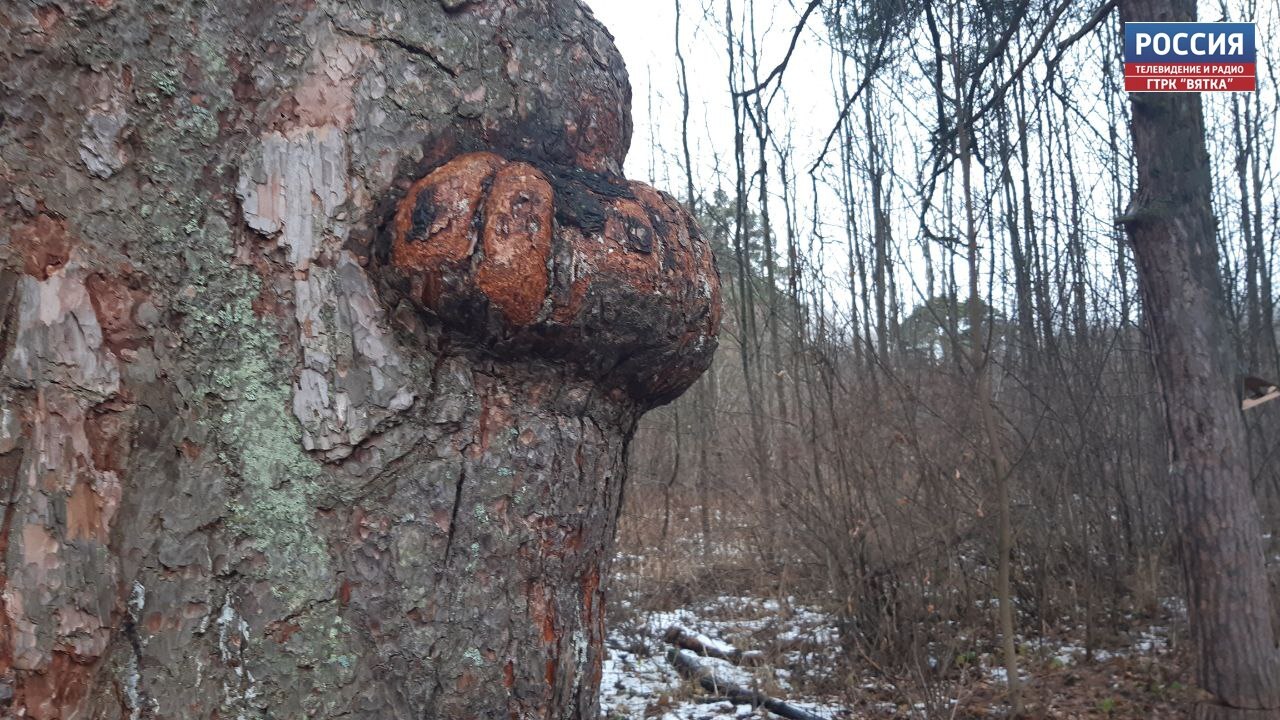 В Кировской области в воскресенье синоптики обещают дождь со снегом