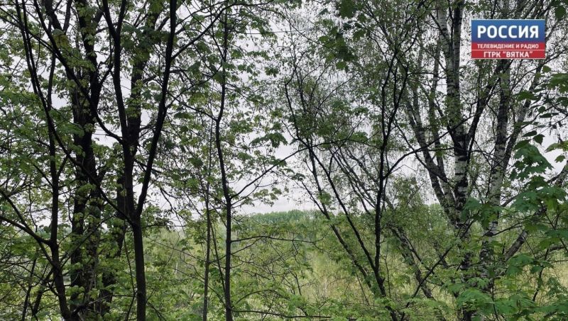 В Кирове высаживают кустарники и деревья