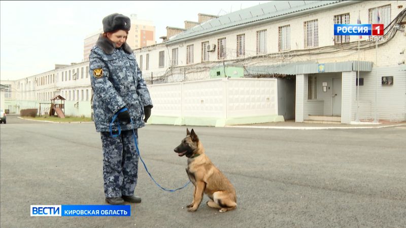 На службу в кинологическое подразделение кировского УФСИН заступят 4 бельгийские овчарки