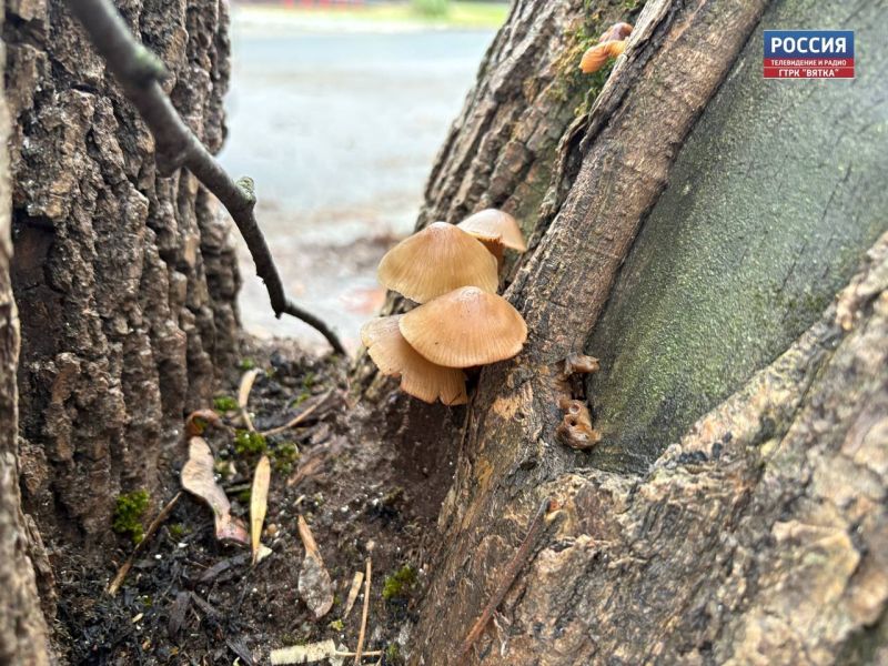 В четверг в Кировской области ожидается дождь