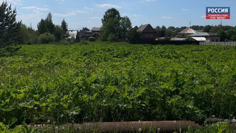 За борщевик на участке могут назначить штраф в размере 700 тысяч рублей