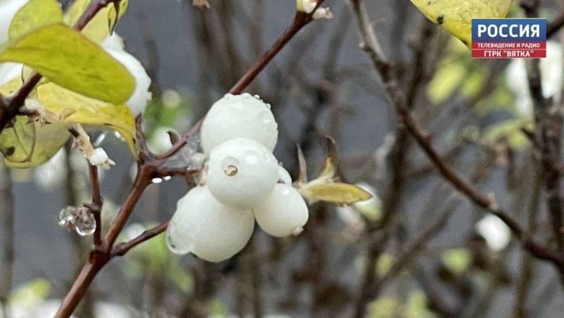 В субботу днем в Кировской области ожидается дождь, а вечером - мокрый снег