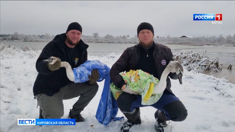 В Уржумском районе прошла операция по спасению двух полугодовалых лебедей