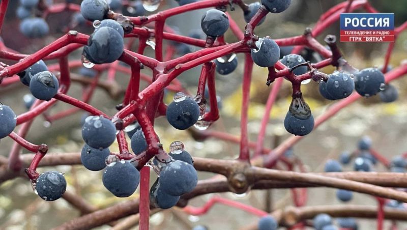 В пятницу в Кировской области ожидается небольшой дождь