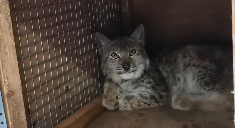 Рысенка из Котельнича лечат в «Большом гнезде»