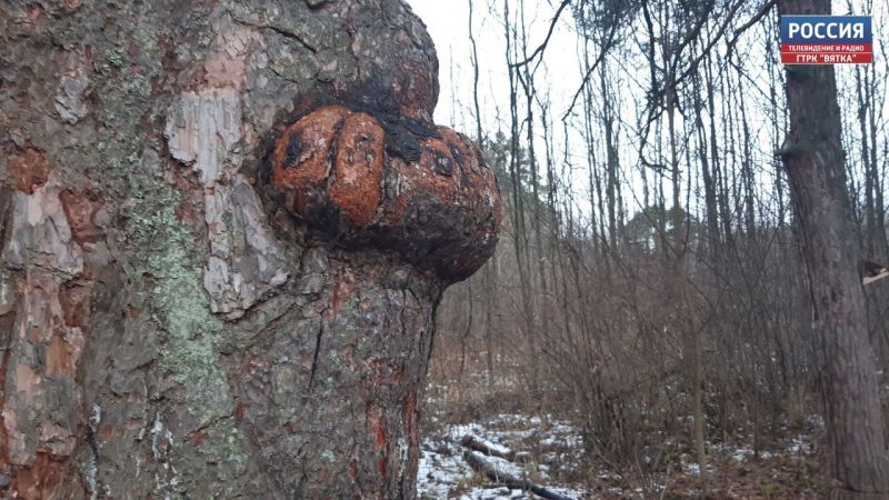В Кировской области в воскресенье синоптики обещают дождь со снегом