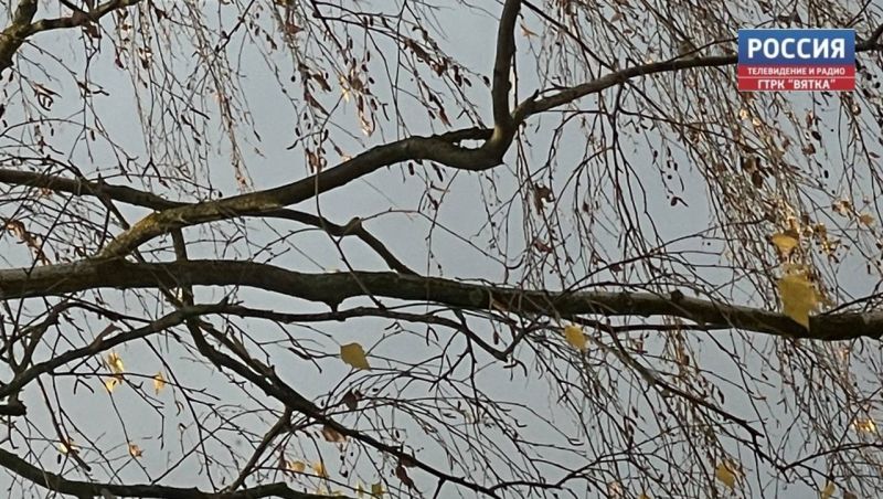 В Кирове продолжают сносить аварийные деревья