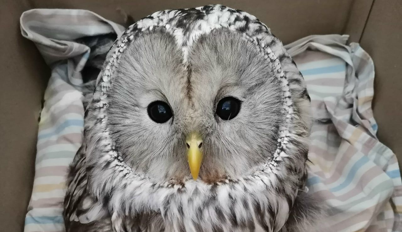 В «Большом гнезде» помогают длиннохвостой неясыти после травмы