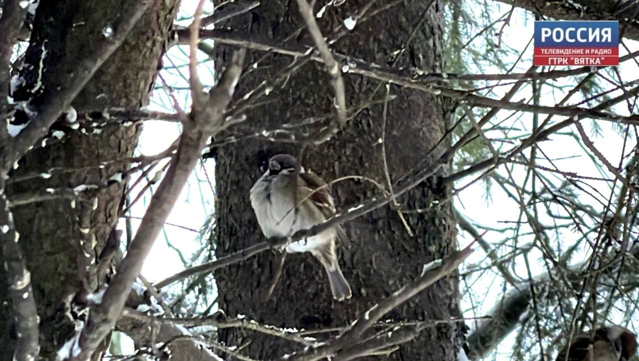 Во вторник в Кирове обещают похолодание до -25