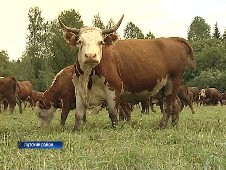 Кировской области выделили 18 миллионов на развитие племенного животноводства