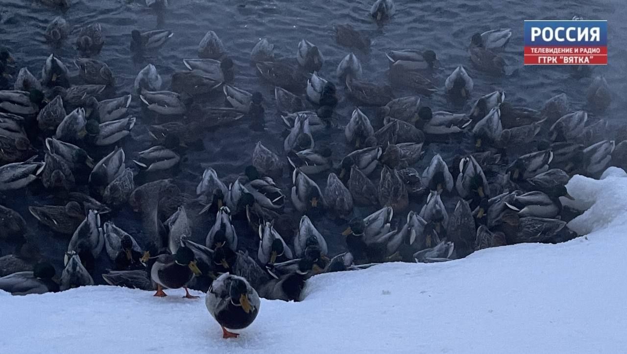 В субботу в Кирове обещают дождь и гололед