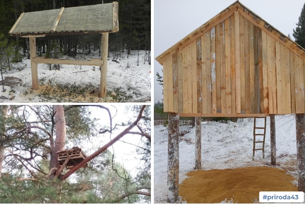 В лесах Кировской области установили более 500 солонцов для животных