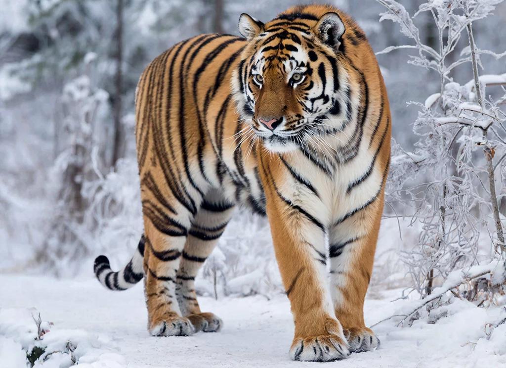 Россия собирается присоединиться к Международному альянсу больших кошек