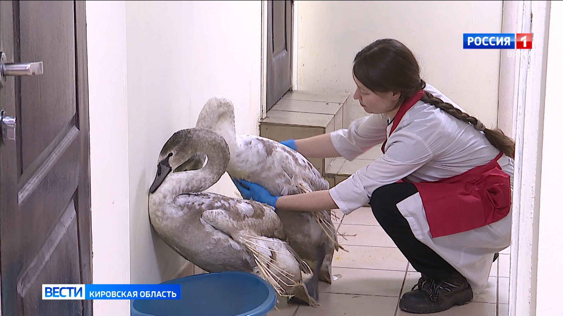 Лебедей с «ангельскими крыльями» из Уржумского района передадут в зоопарк