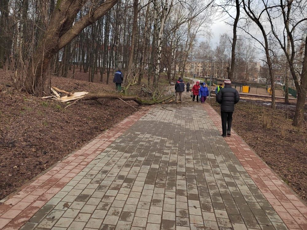 Аварийные деревья убирают в кировском парке имени С. М. Кирова
