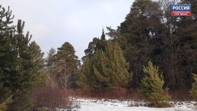 В Кировской области организовали патрули по охране хвойных деревьев