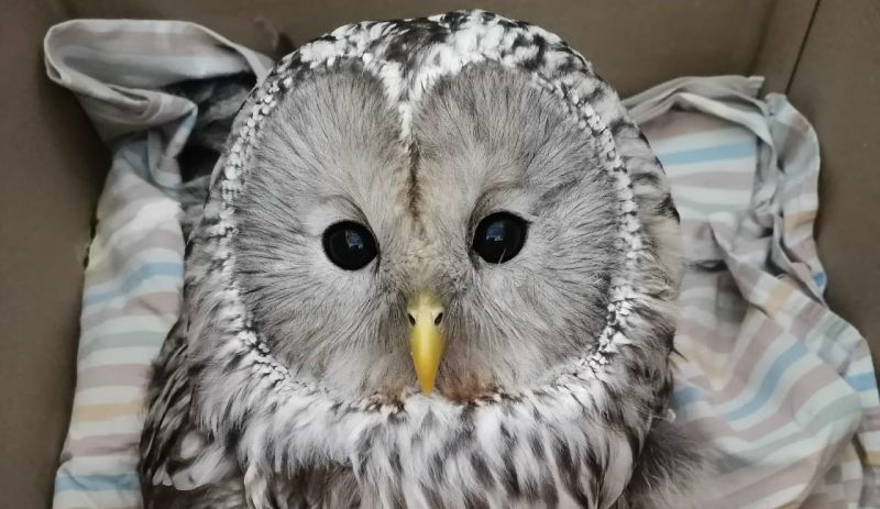 В «Большом гнезде» помогают длиннохвостой неясыти после травмы