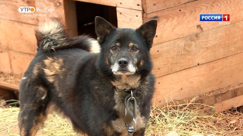 Ученые выяснили, как гены волка влияют на современные породы собак
