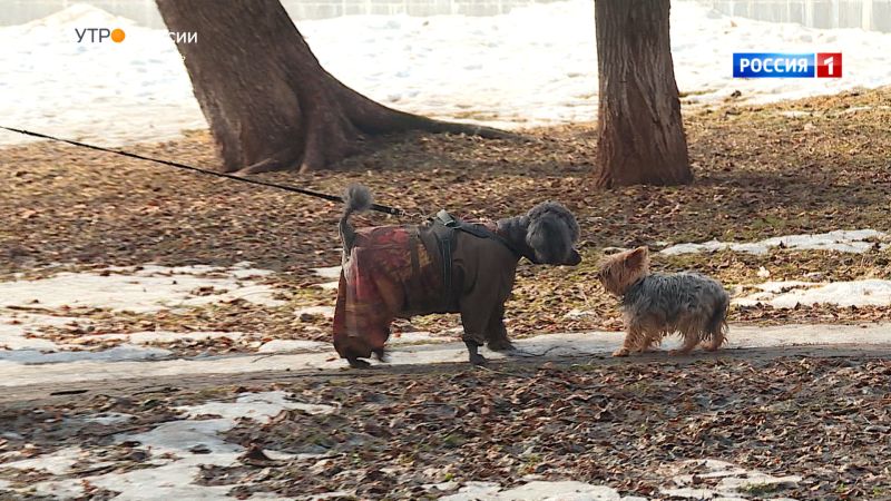 В Первомайском районе открыли еще одну площадку для выгула собак