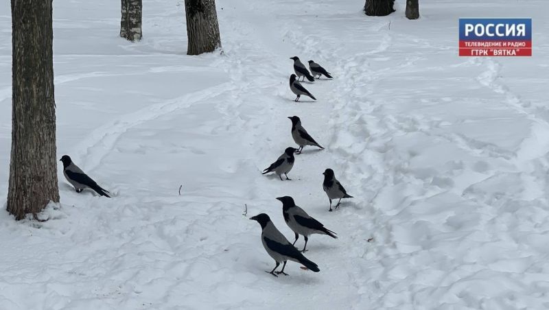 Небольшой снег прогнозируют в пятницу в Кировской области