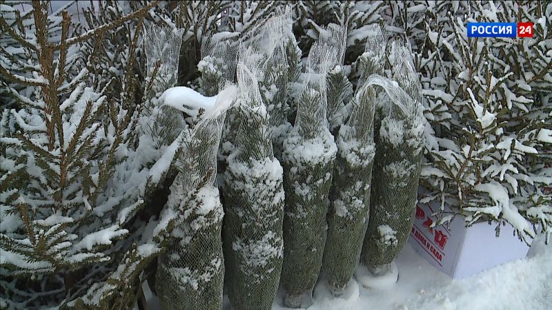 В Кирове начали работу девять ёлочных базаров