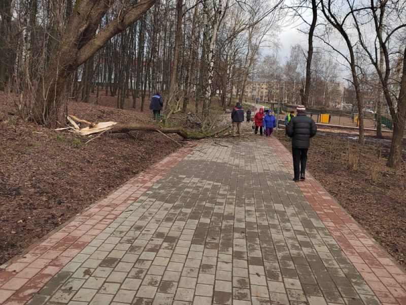Аварийные деревья убирают в кировском парке имени С. М. Кирова