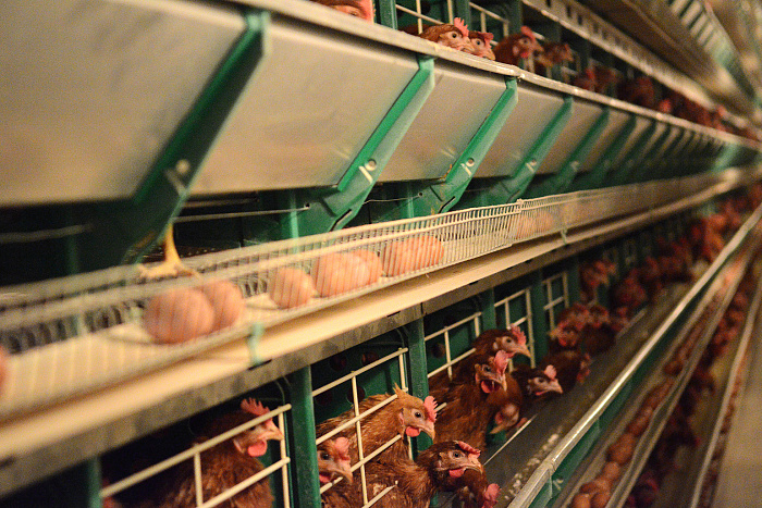 Новый «умный» птичник на 100 тысяч кур начал работу в Вятских Полянах