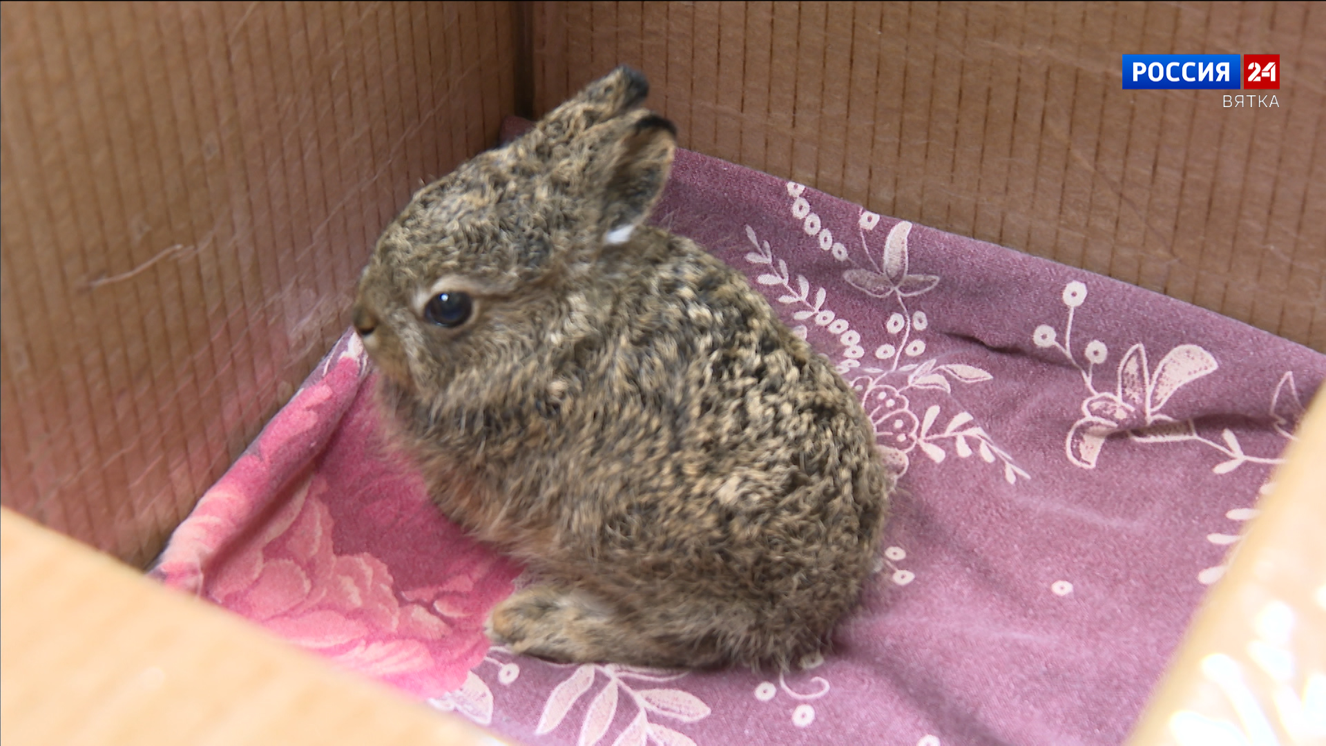 В Кировской области появится «больница» для диких животных