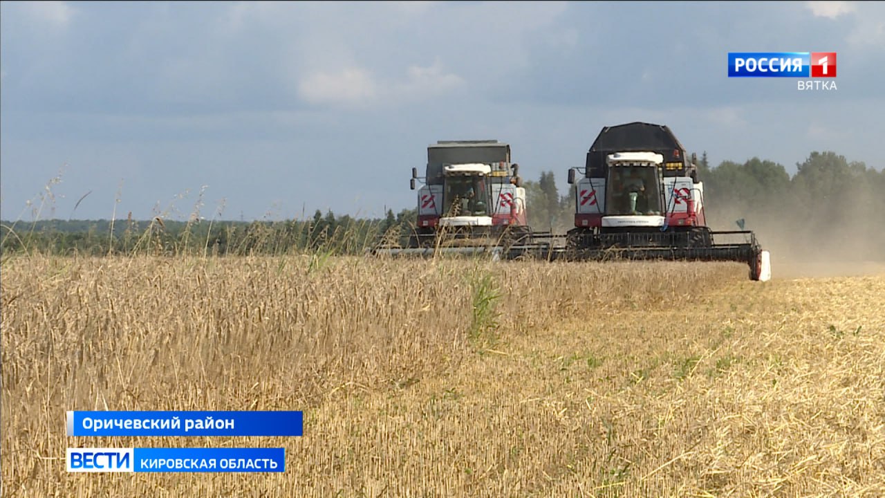 В 2025 году урожайность зерновых в Кировской области стала рекордной за 15 лет