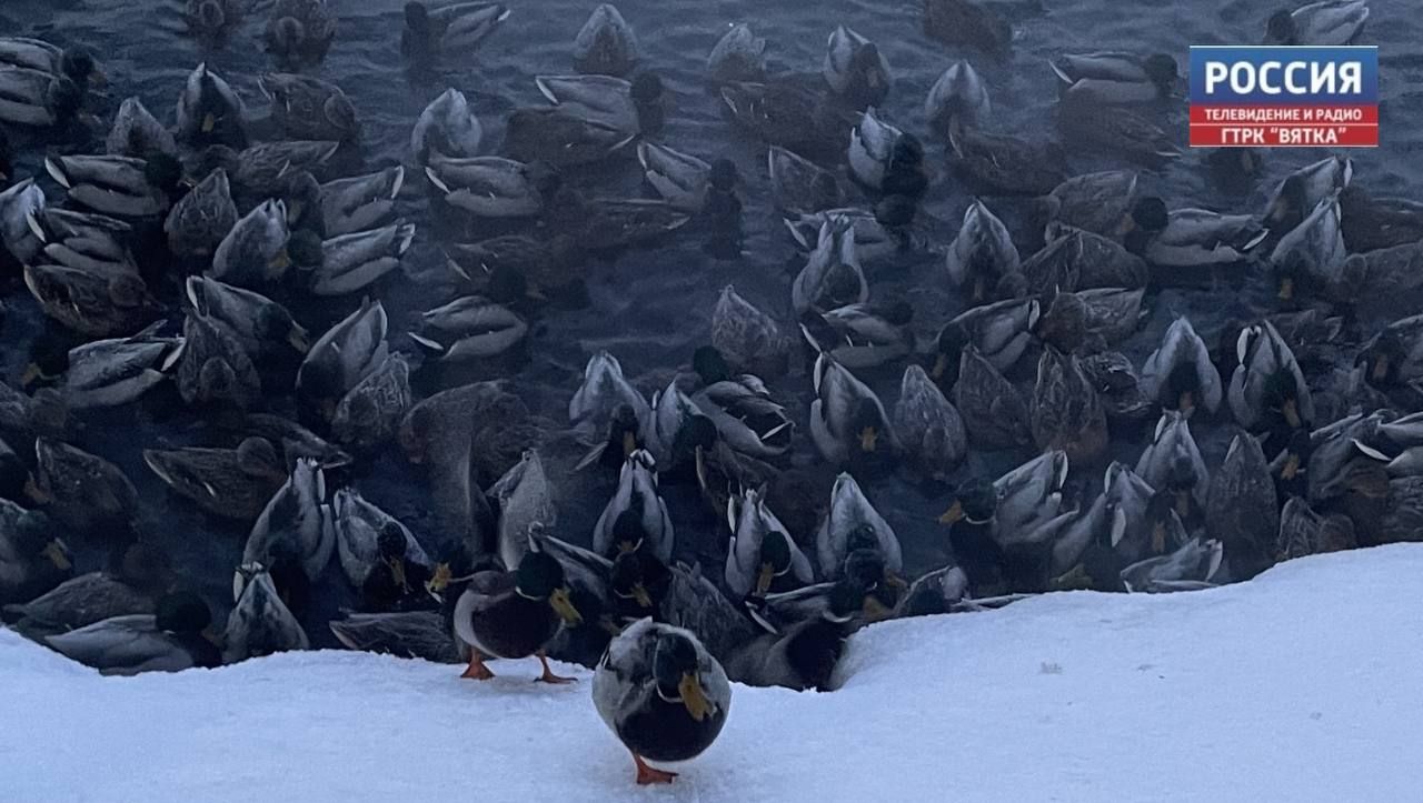 Кировчан приглашают к участию в акции «Серая шейка-2026»