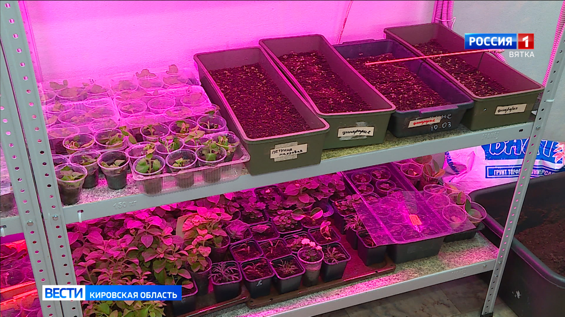 В Россельхознадзоре рассказали, чем заняться огородникам в январе для подготовки к новому сезону