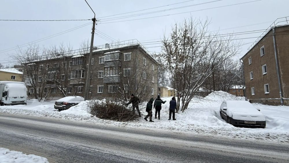 В Кирове проводят зимнюю уборку аварийных деревьев