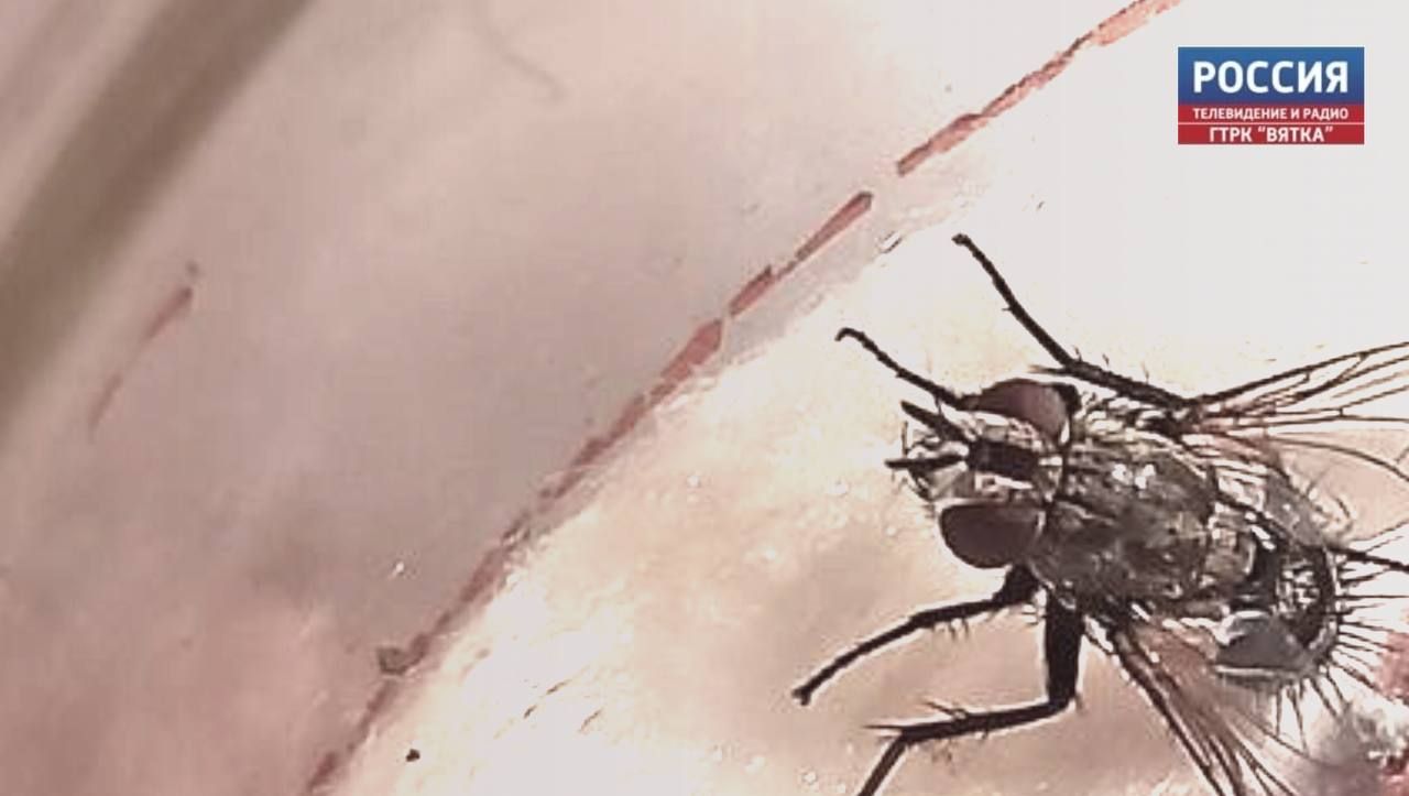 Российские ученые обнаружили изменения в генах мух, слетавших в космос