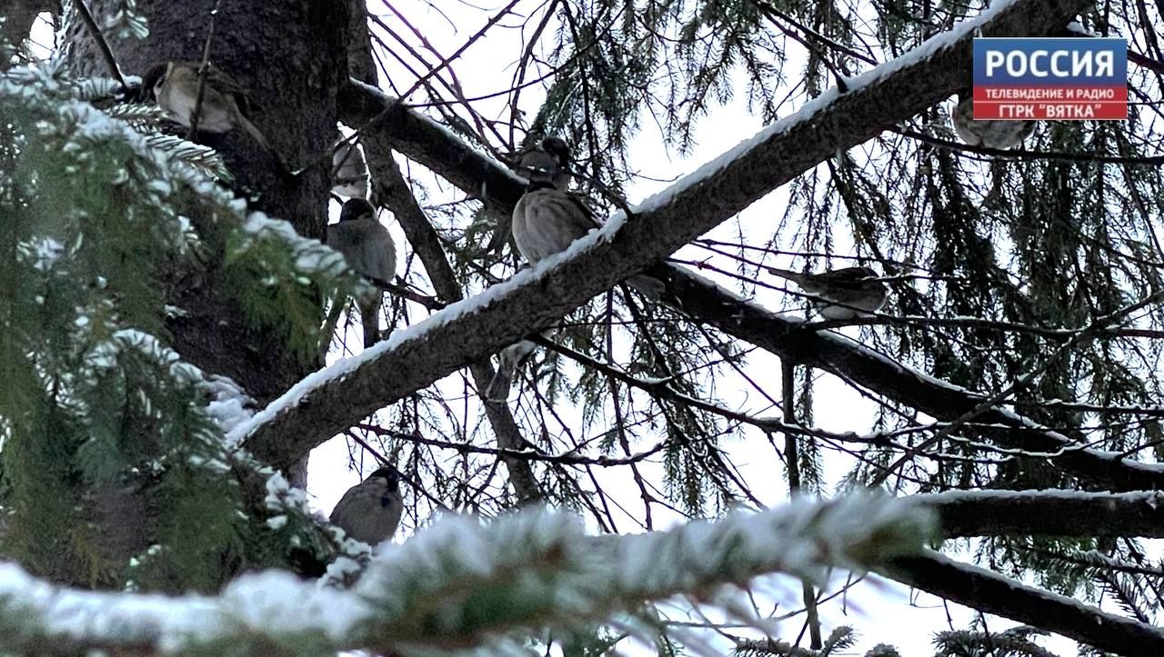 В Дендропарке в Нововятском районе наведут порядок