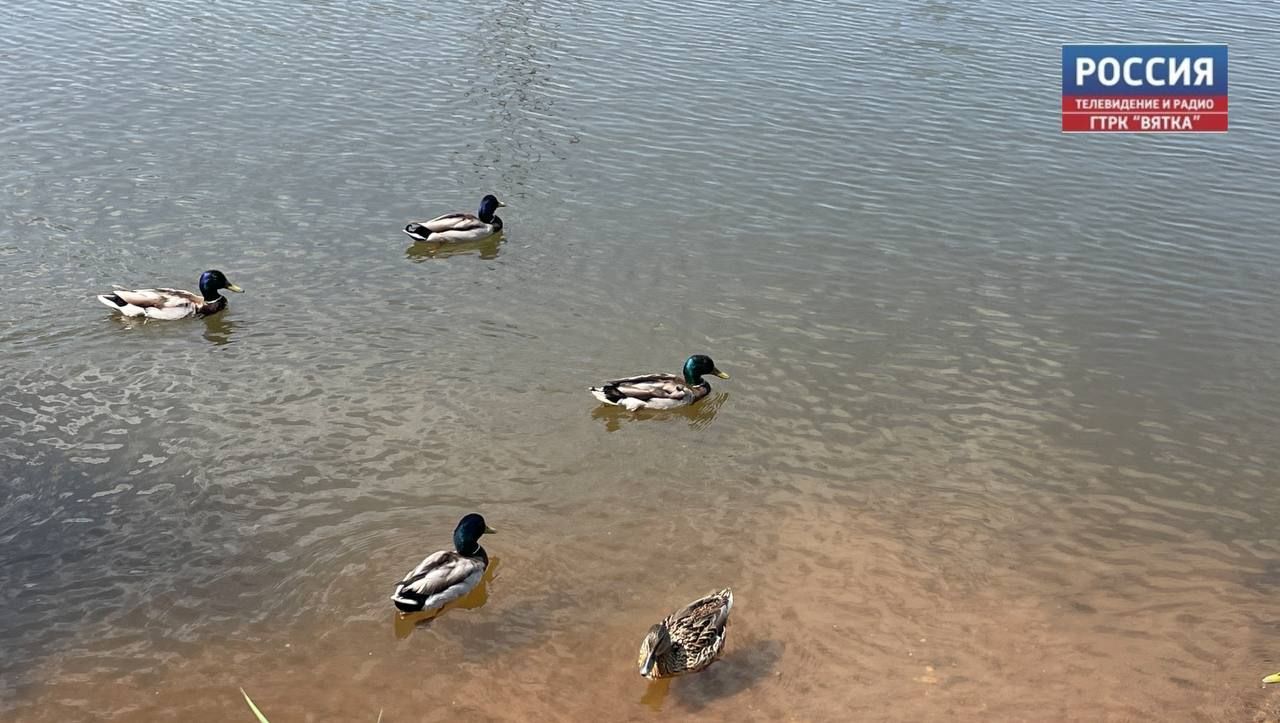 В Кирове подвели итоги акции «Серая шейка-2026»