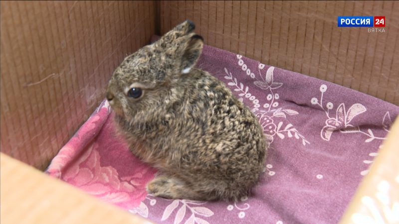 В Кировской области появится «больница» для диких животных