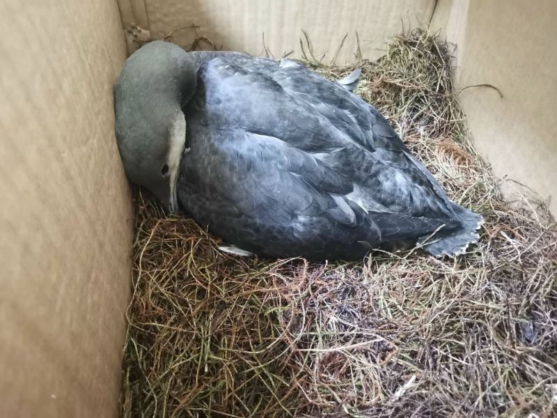 В «Большом гнезде» выхаживают краснокнижную птицу гагару