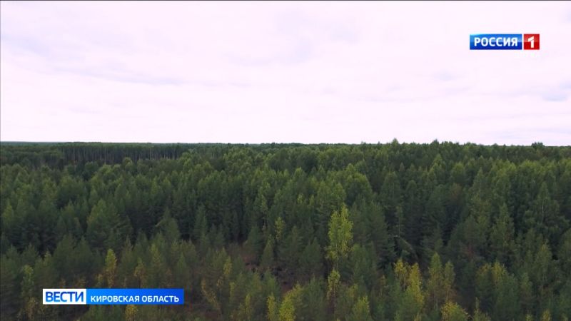 Беспилотники помогают беречь леса Кировской области от пожаров