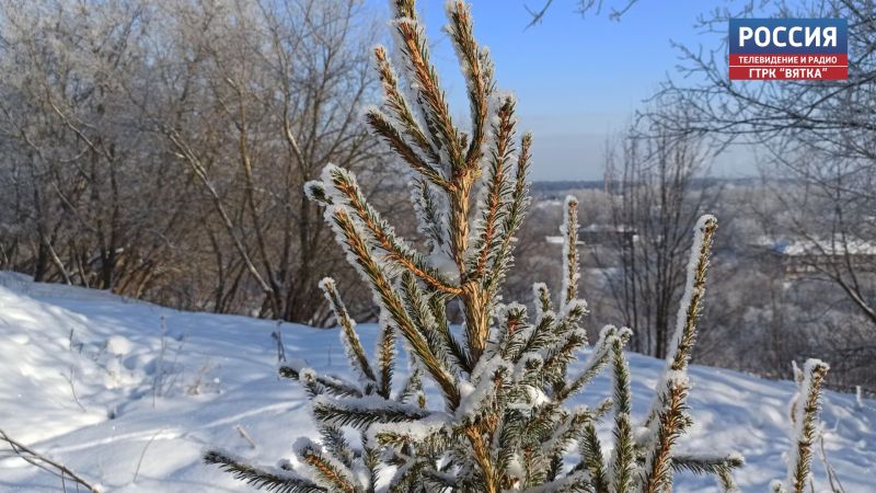 В Кировской области выросли объемы заготовки семян сосны и ели