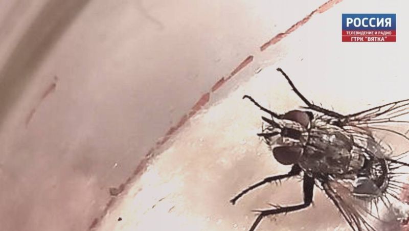 Российские ученые обнаружили изменения в генах мух, слетавших в космос