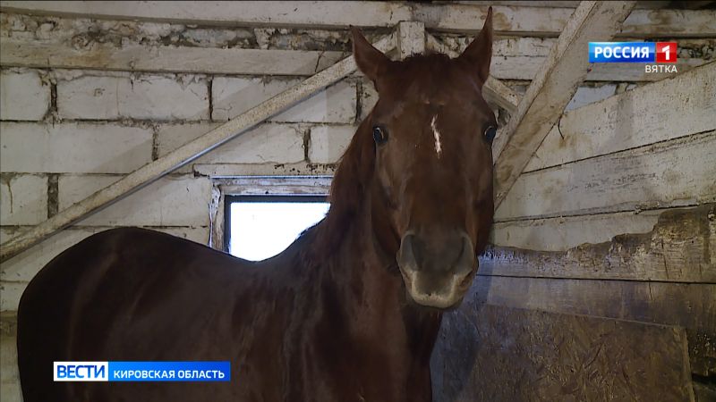 Съемочная группа ГТРК «Вятка» узнала больше о характере символа 2026 года
