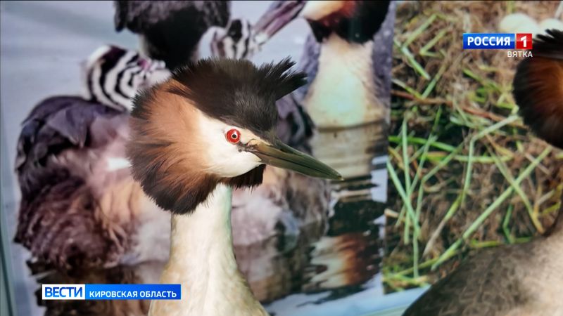В кировском зоологическом музее открывается выставка, посвященная птице года 2026 – чомге