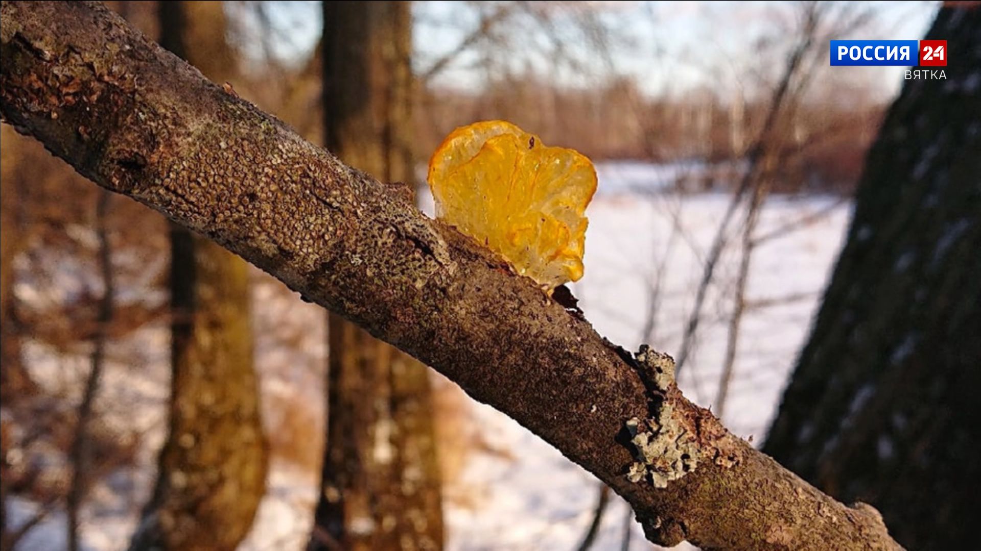 В понедельник в Кировской области обещают -1 и облачную погоду