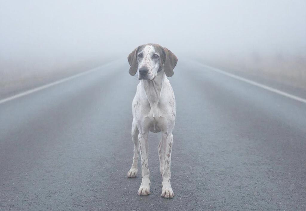 Жителя Мурашей наказали за захоронение погибшей в ДТП собаки