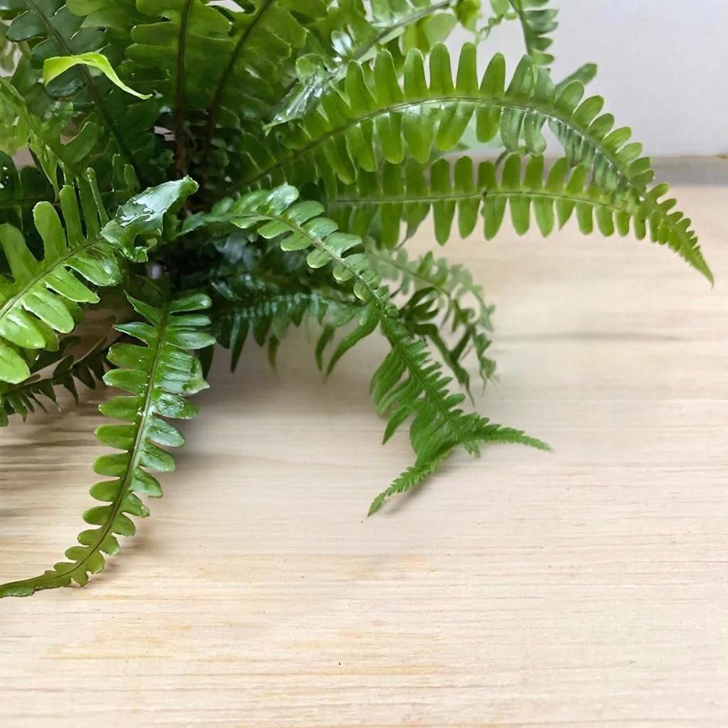 В Сибири ученые использовали папоротник для создания конфет-ирисок