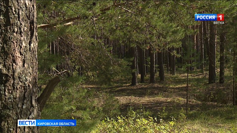 Продолжается работа по созданию экологической тропы в Великорецком