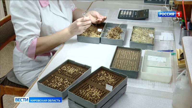 Кировские аграрии начали подготовку к весенним полевым работам с проверки семян